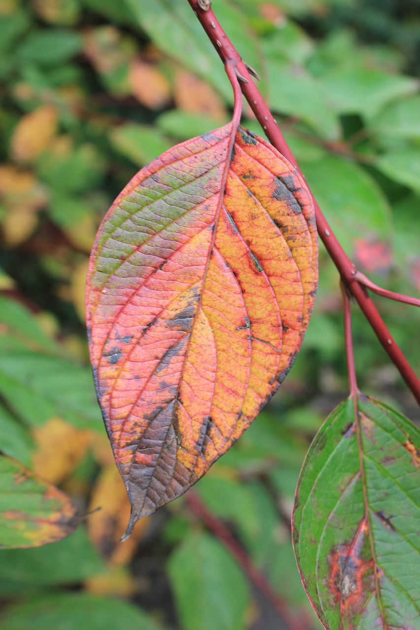 boxer shorts leaf colorful free photo