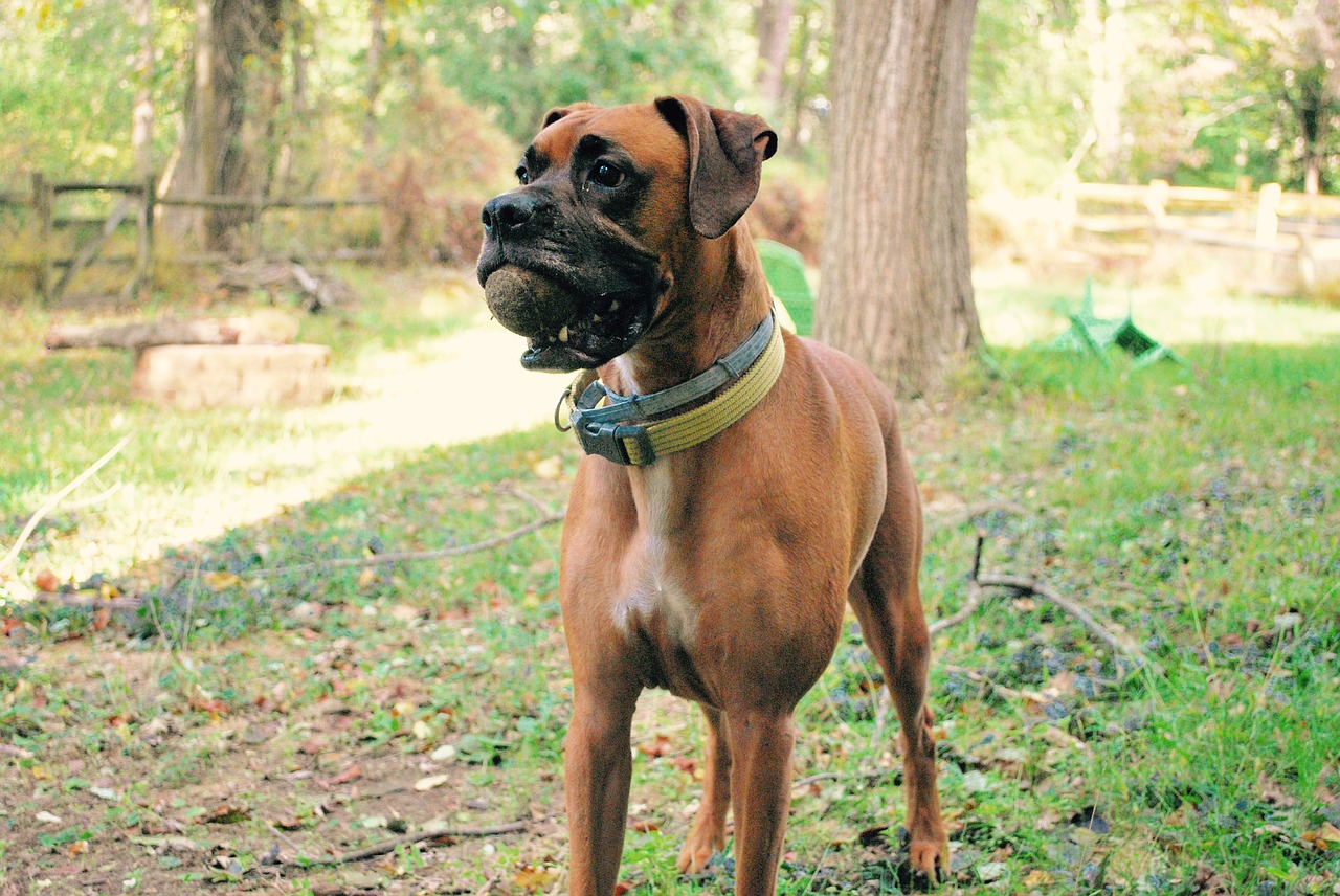 boxers dogs pets free photo