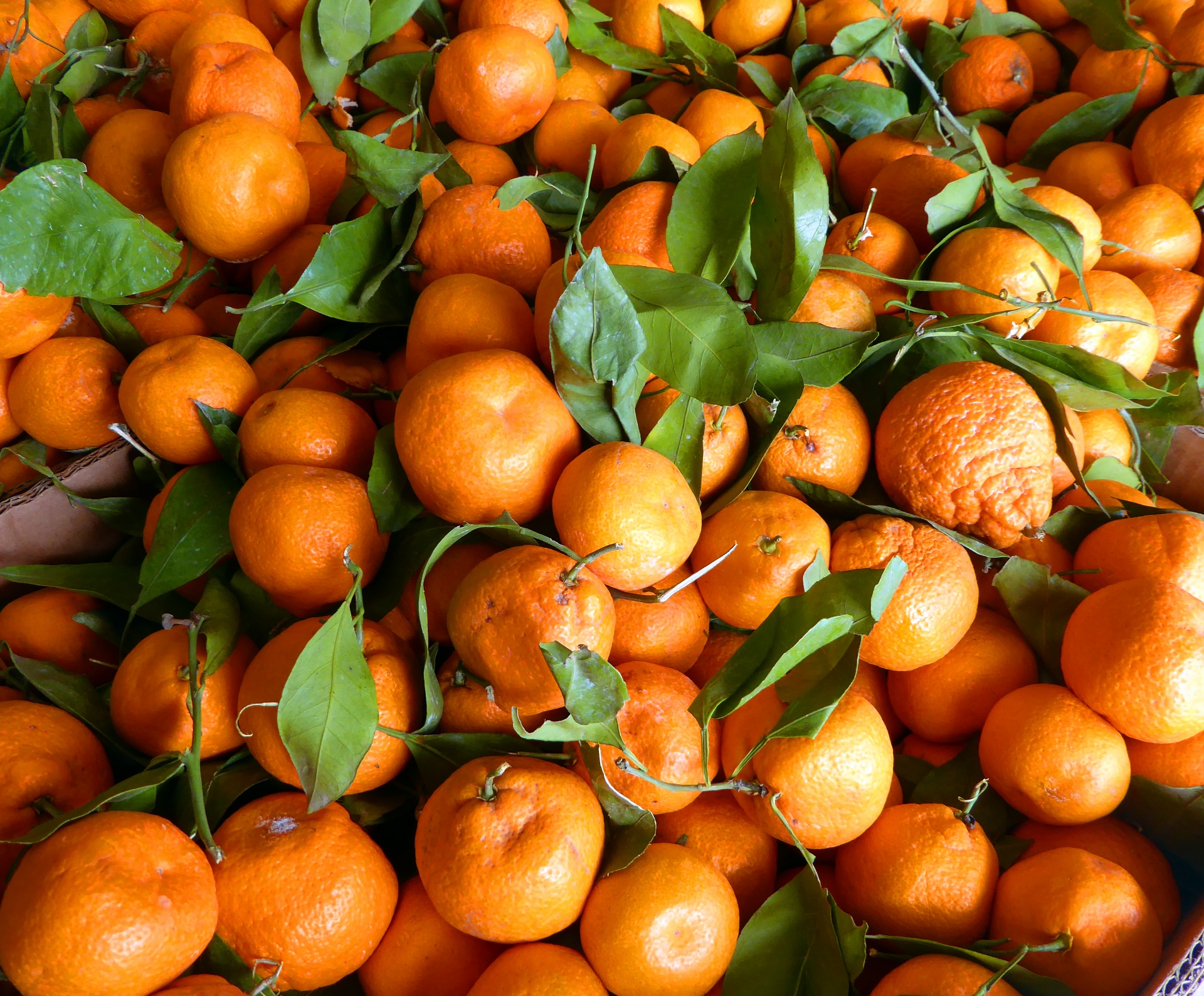 tangerines orange fruit free photo
