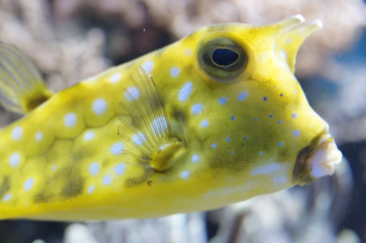 boxfish underwater fish free photo