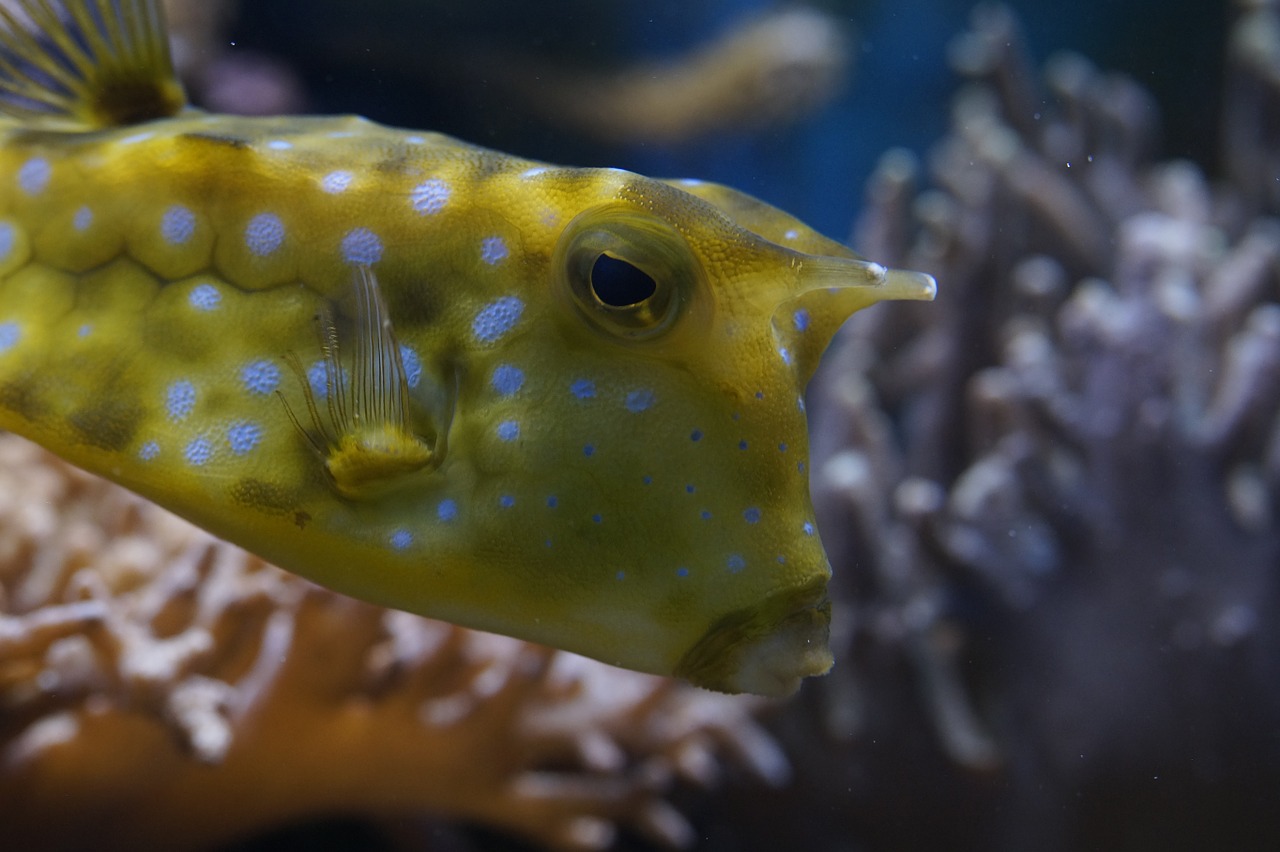 boxfish close underwater free photo