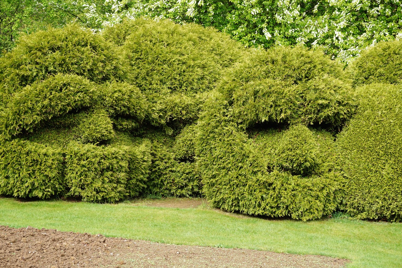 boxwood garden size free photo