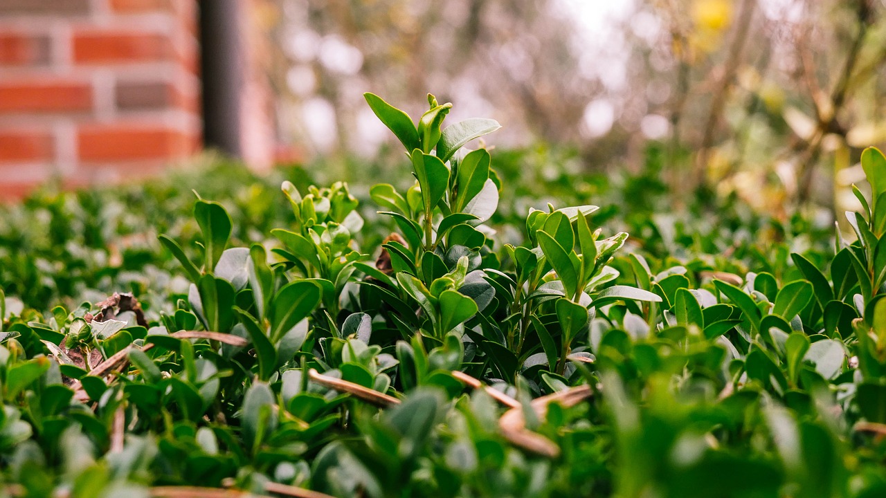 boxwood  nature  plant free photo