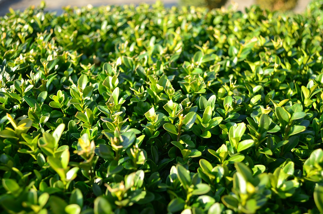 boxwood  foliage  evergreen free photo