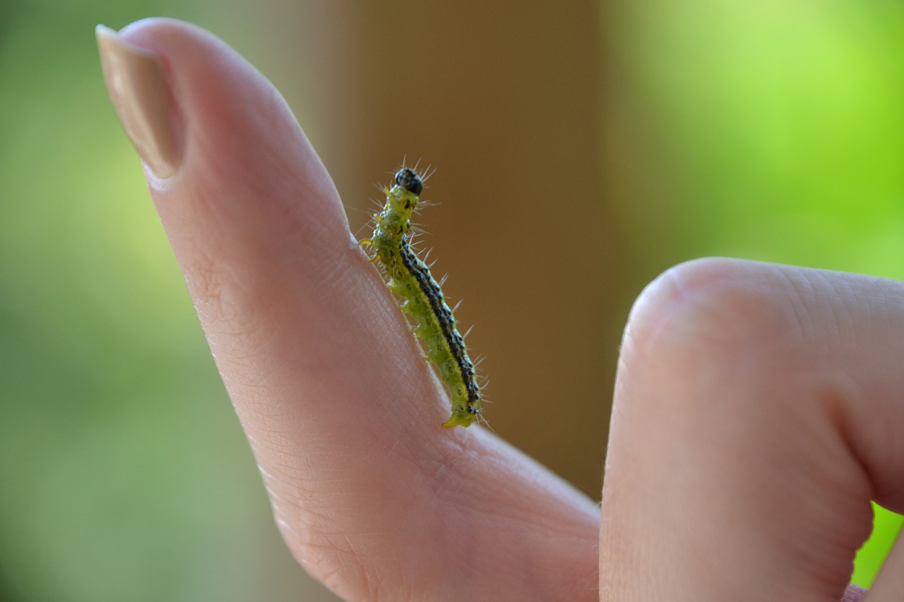 boxwood borer caterpillar finger free photo