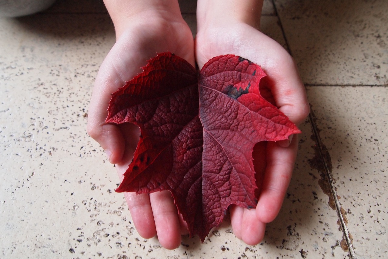 boy hands autumn leaf free photo