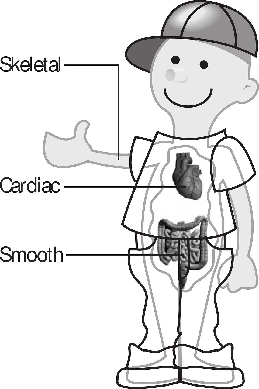 boy anatomy medicine free photo