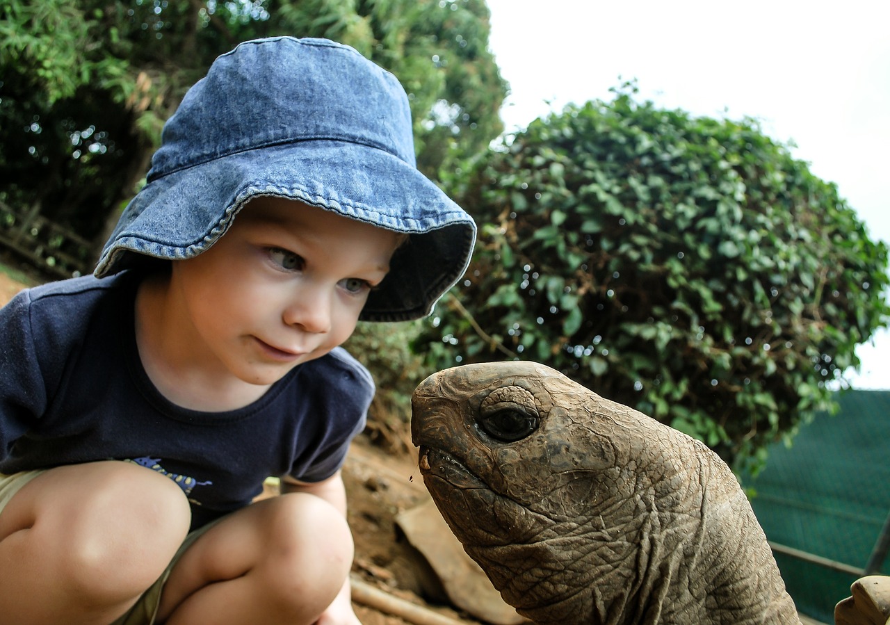 boy turtle watching free photo