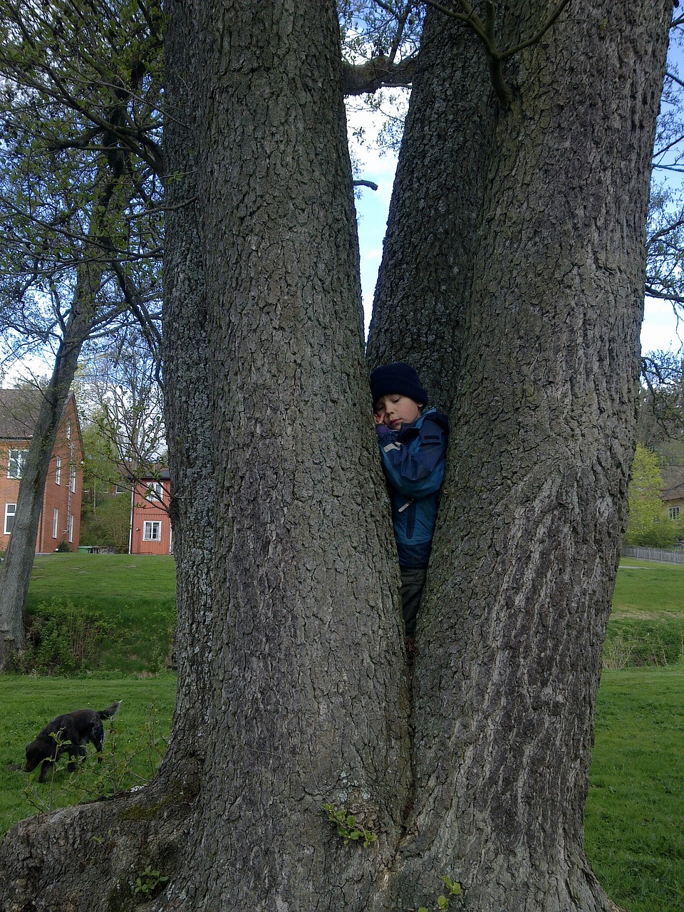boy climbs tree free photo