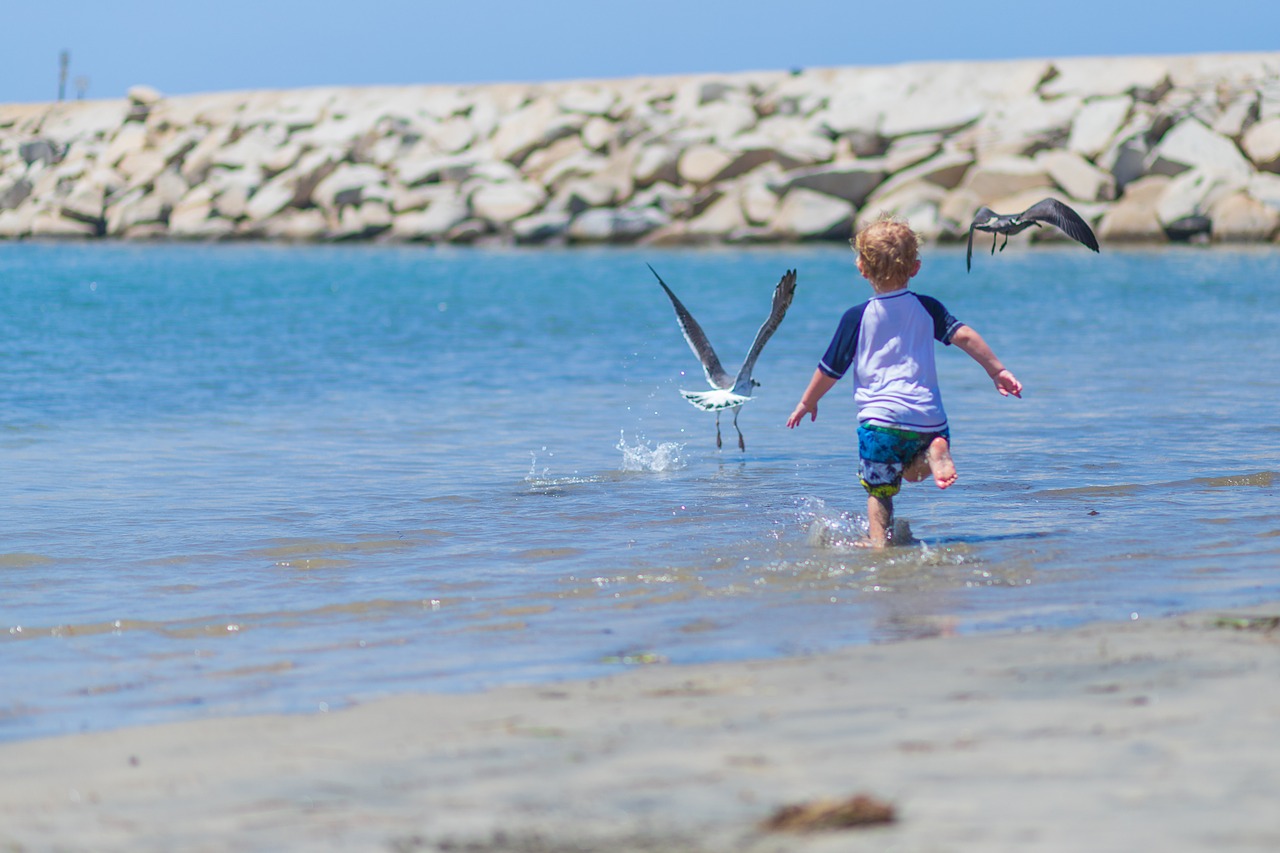 boy  beach  chasing birds free photo