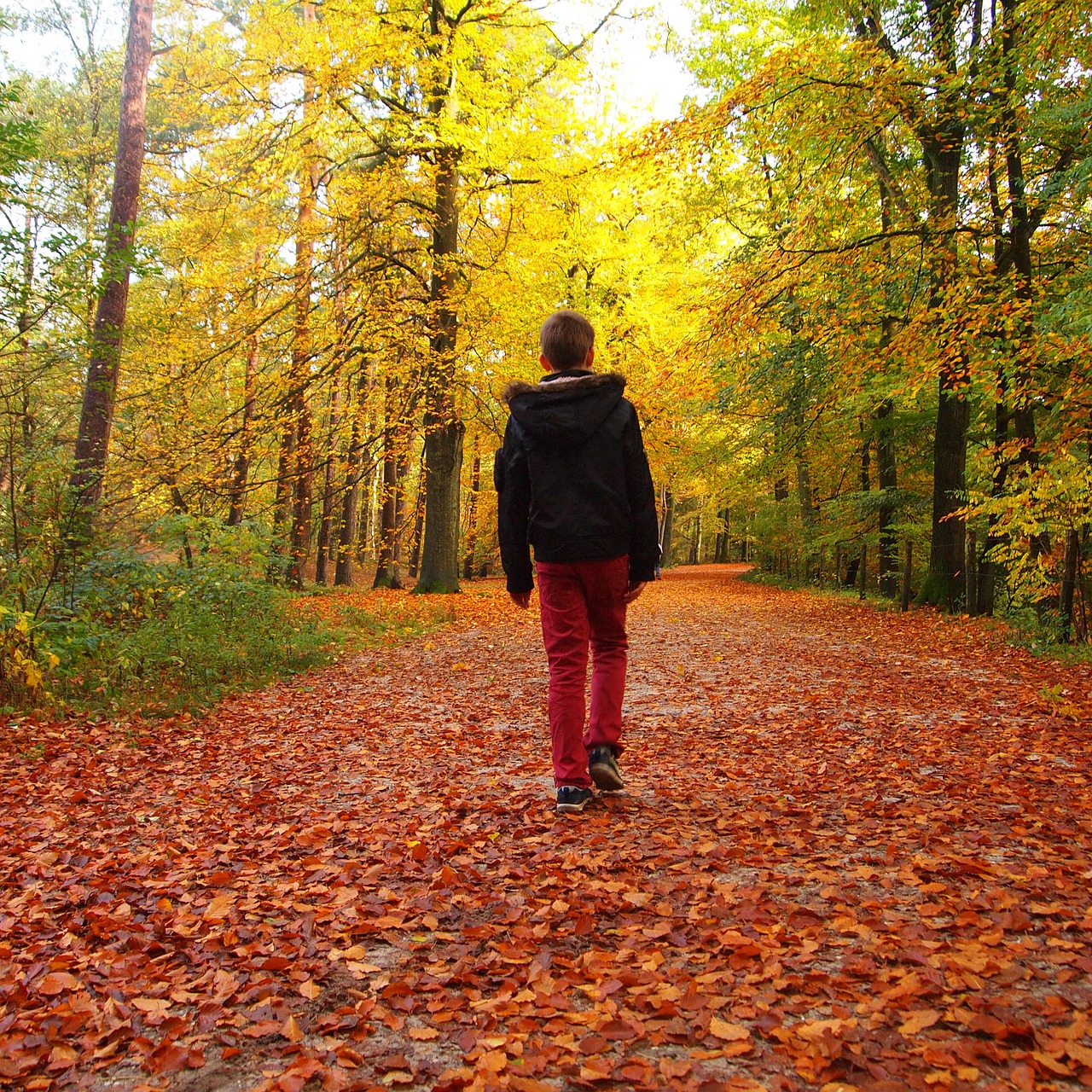 boy hiking forest free photo