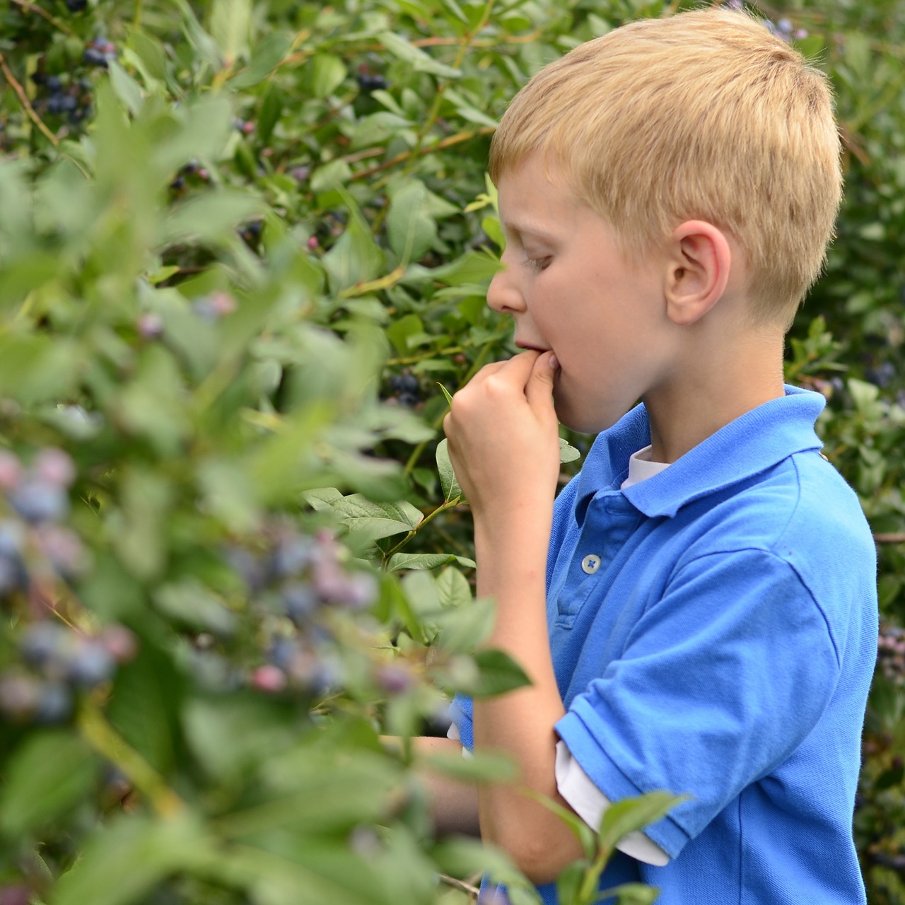 boy blue blueberry free photo