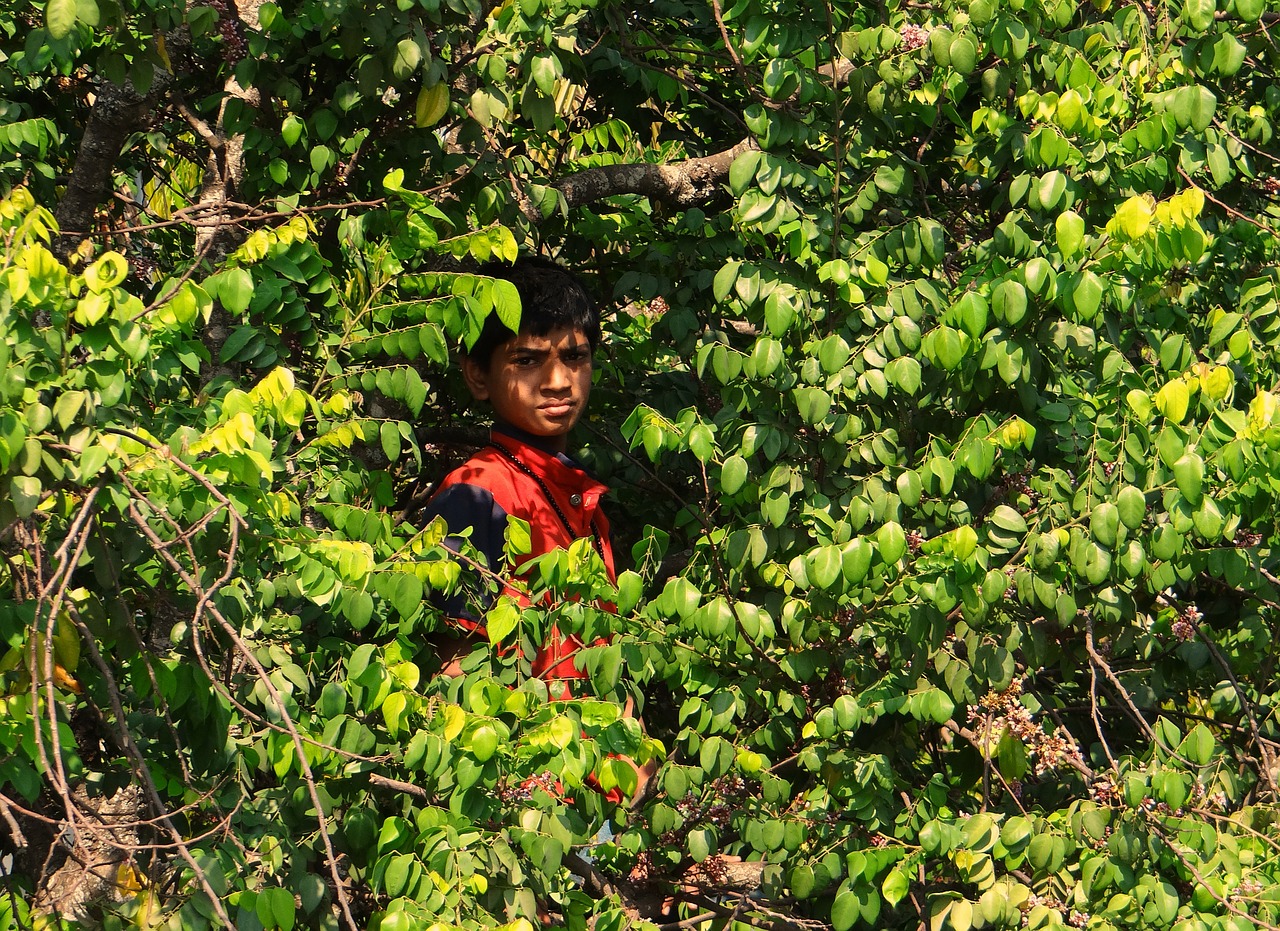 boy on tree picking fruits tree free photo