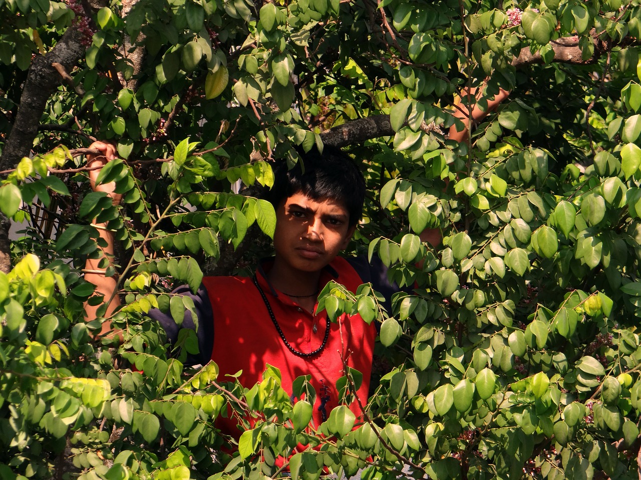 boy on tree picking fruits tree free photo