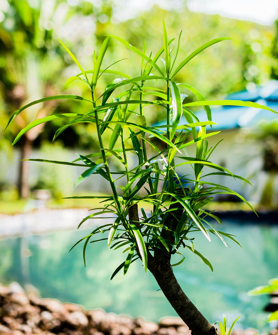 boy shoots young leaves green free photo