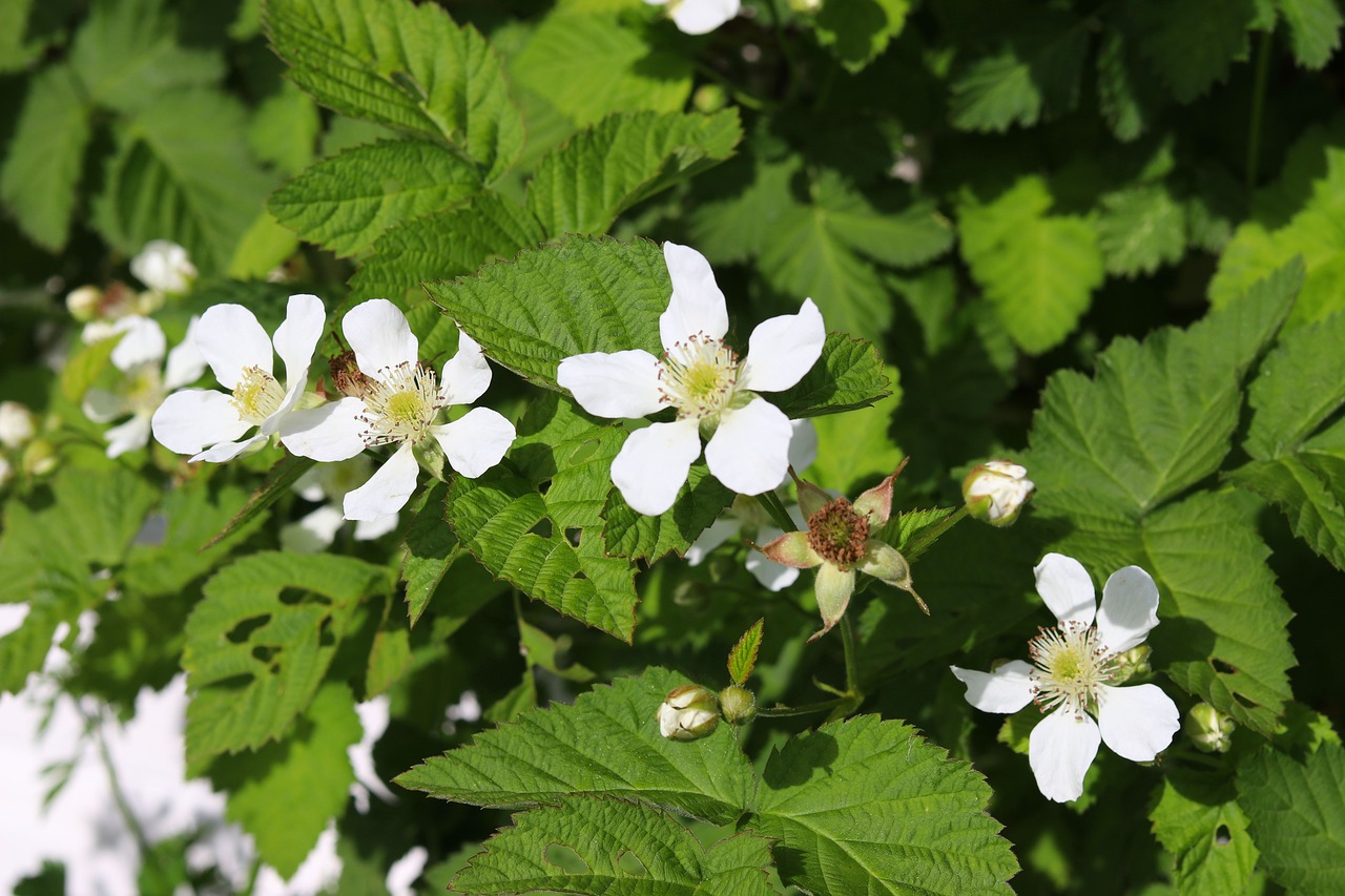 boysenberry  flower  white free photo