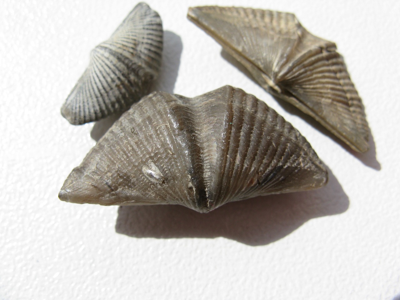 brachiopods mussels brachiopoda free photo