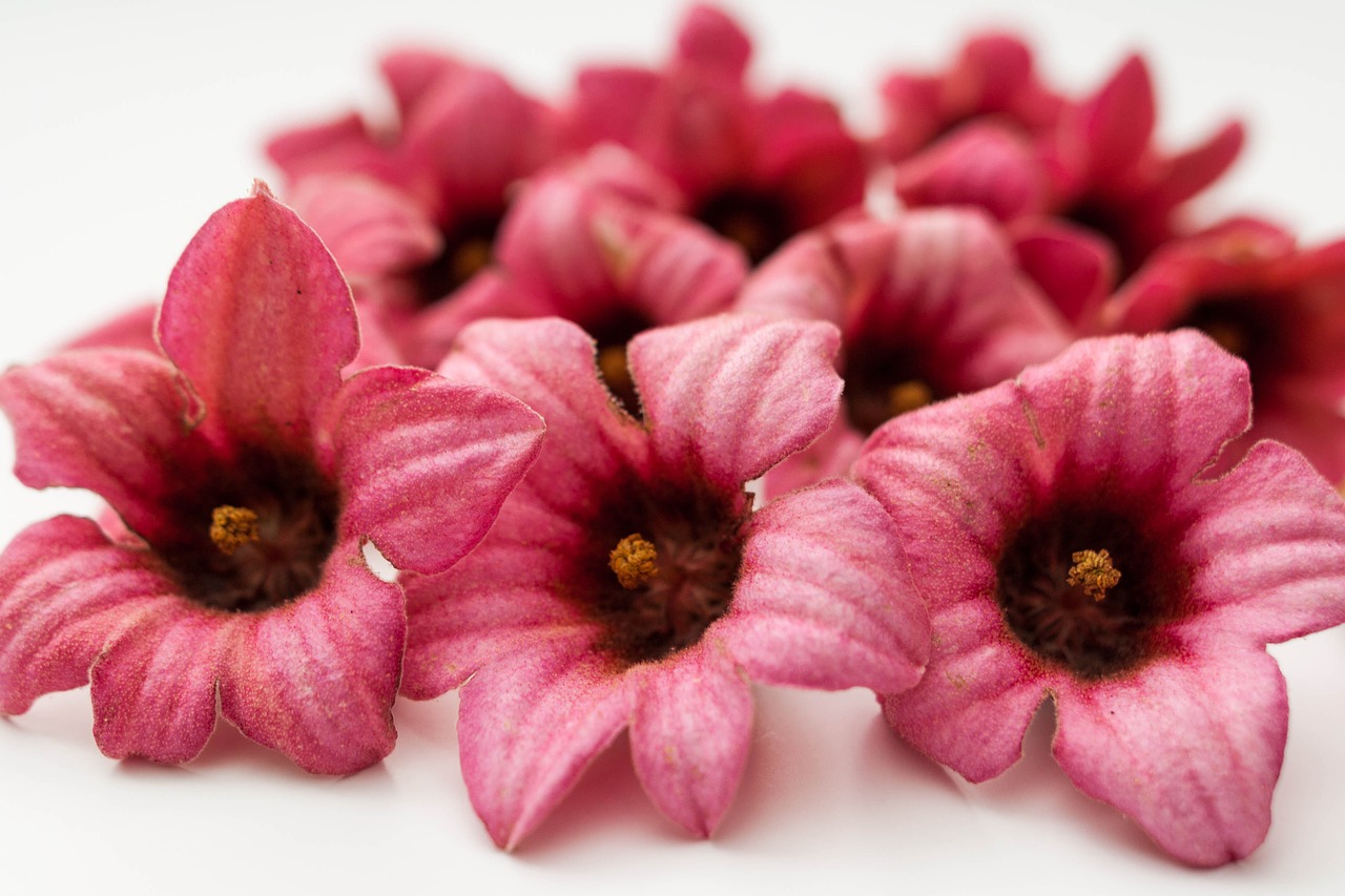 brachychiton bidwillii pink flowers free photo