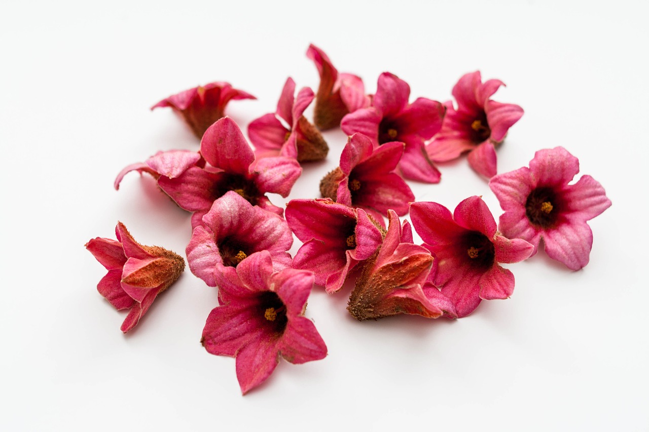 brachychiton bidwillii flowers pink free photo