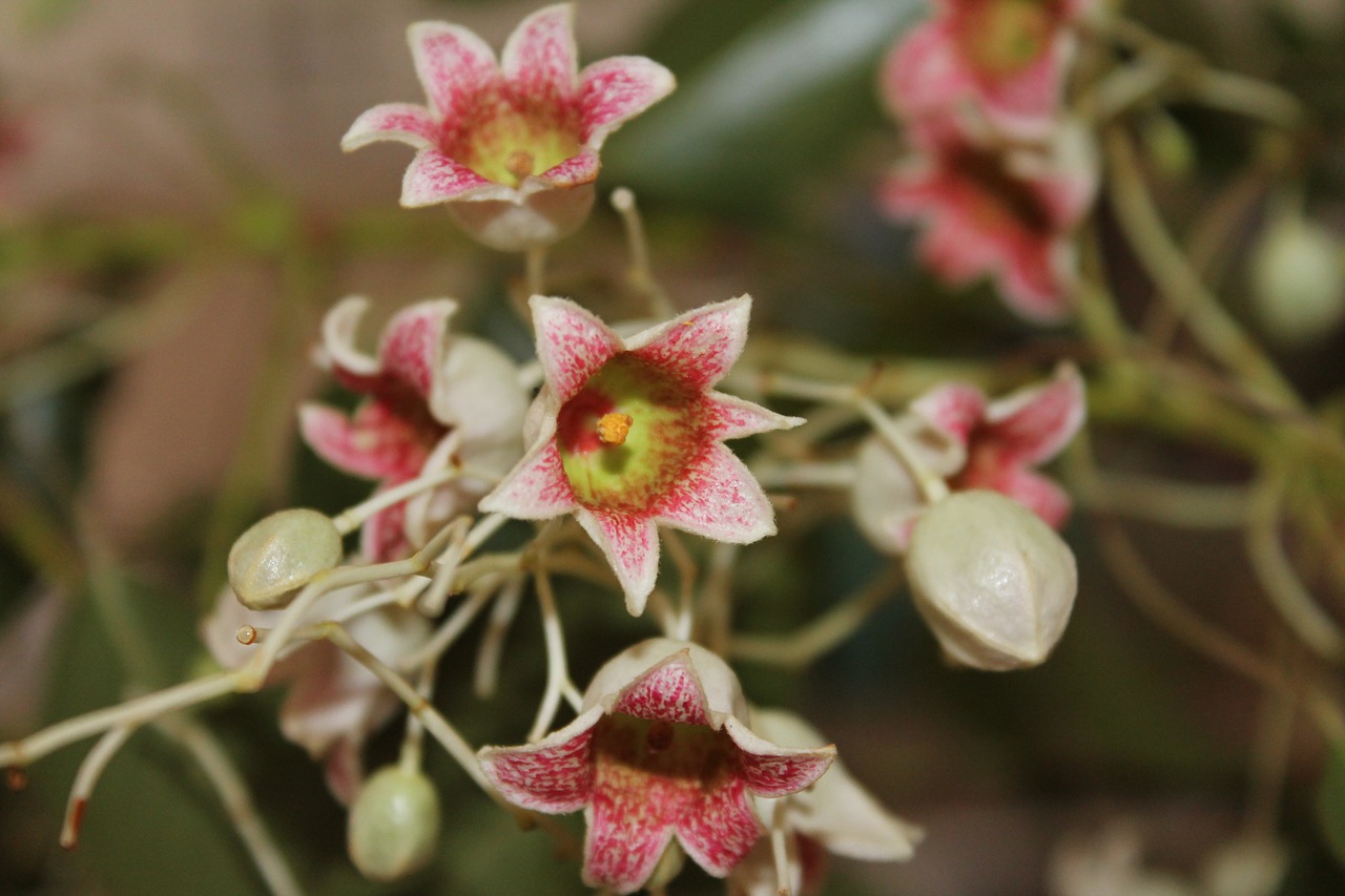 brachychiton populneus bottle tree bell flowers free photo