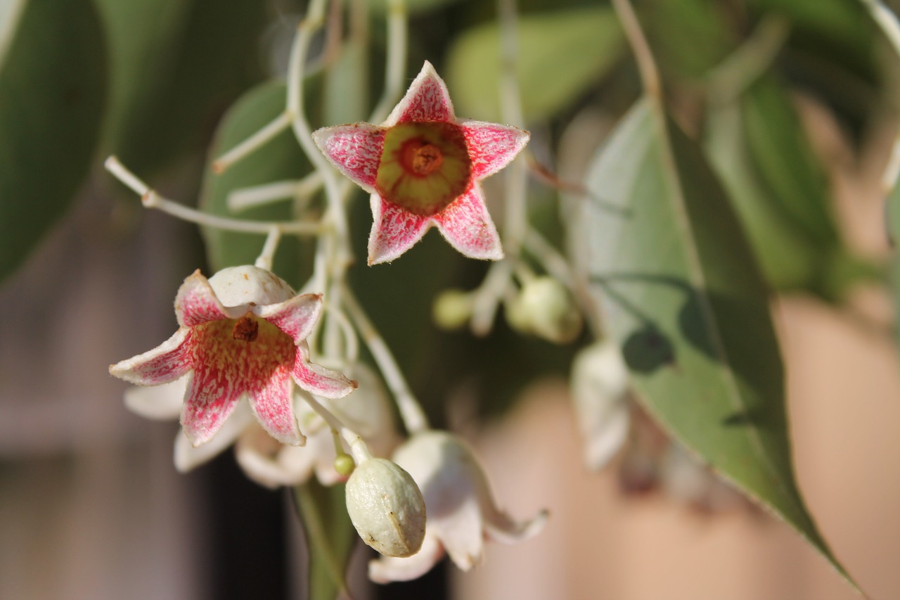 brachychiton populneus bottle tree bell flowers free photo