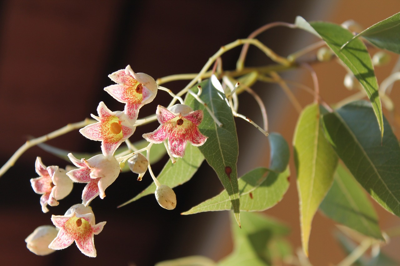 brachychiton populneus bottle tree bell flowers free photo