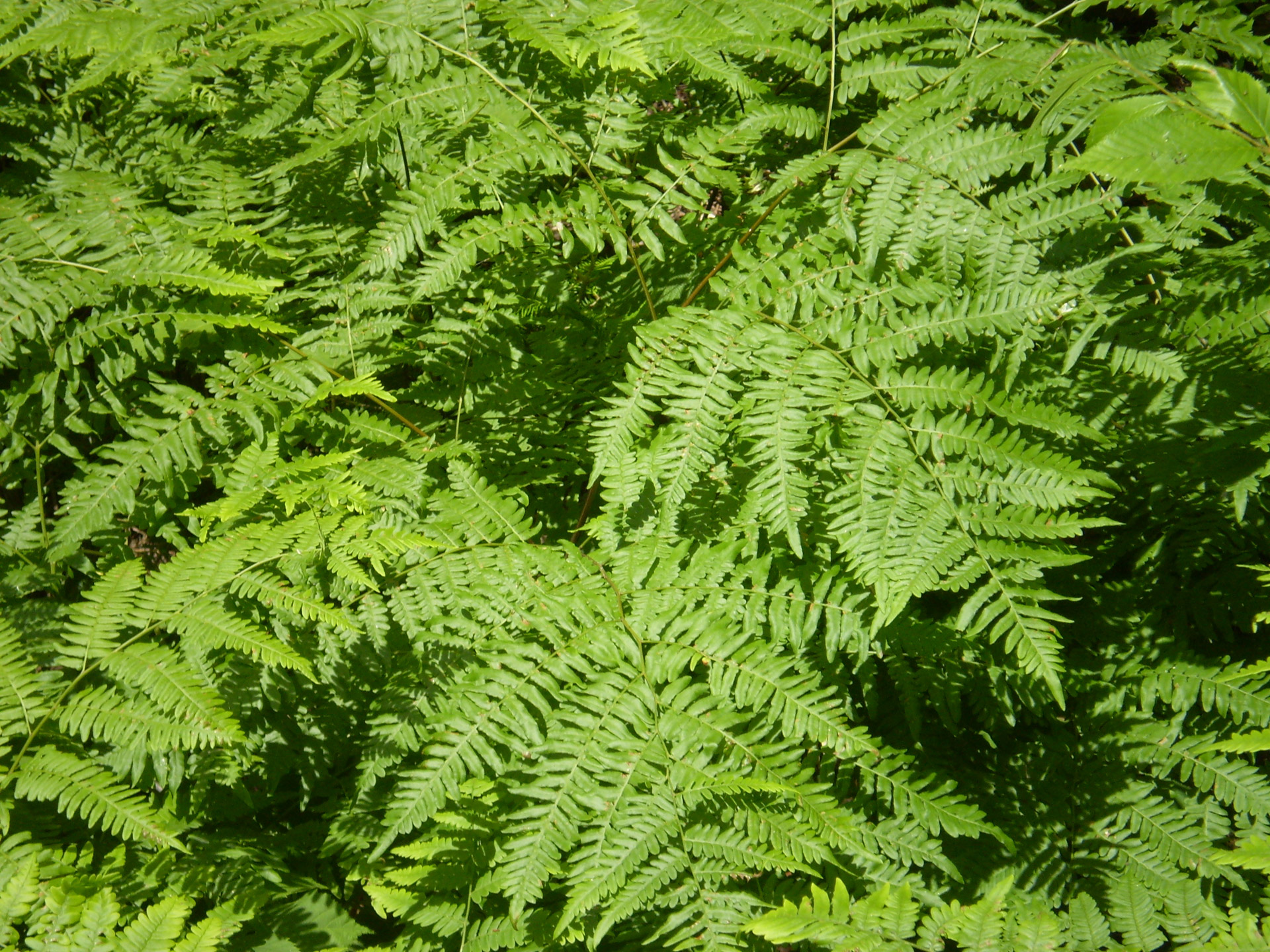 bracken fern forest free photo