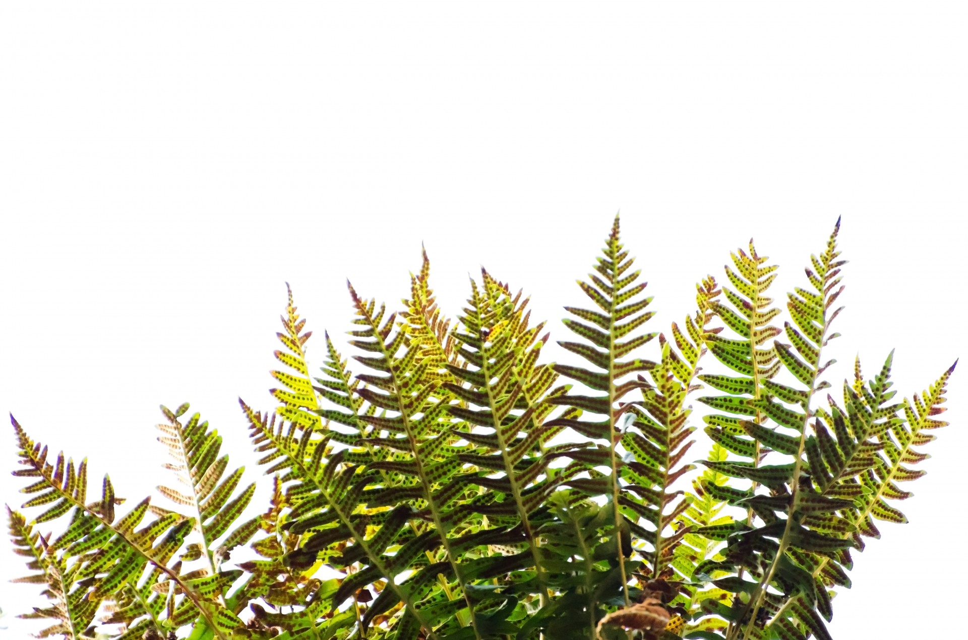 ferns bush forest free photo