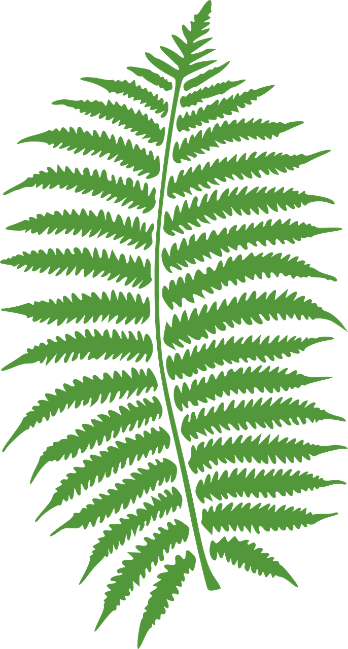 bracken fern plant free photo