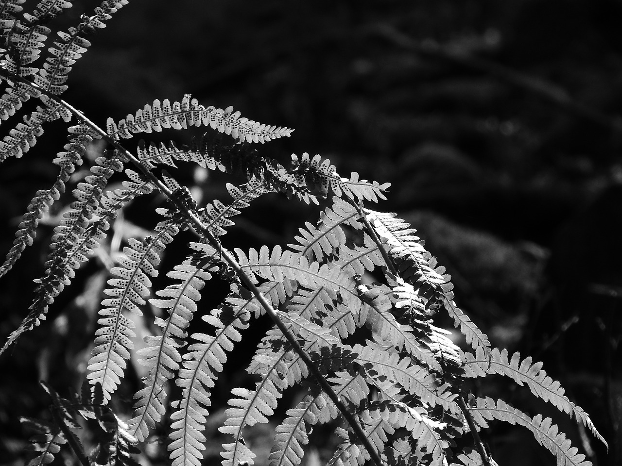 bracken fern sheet free photo