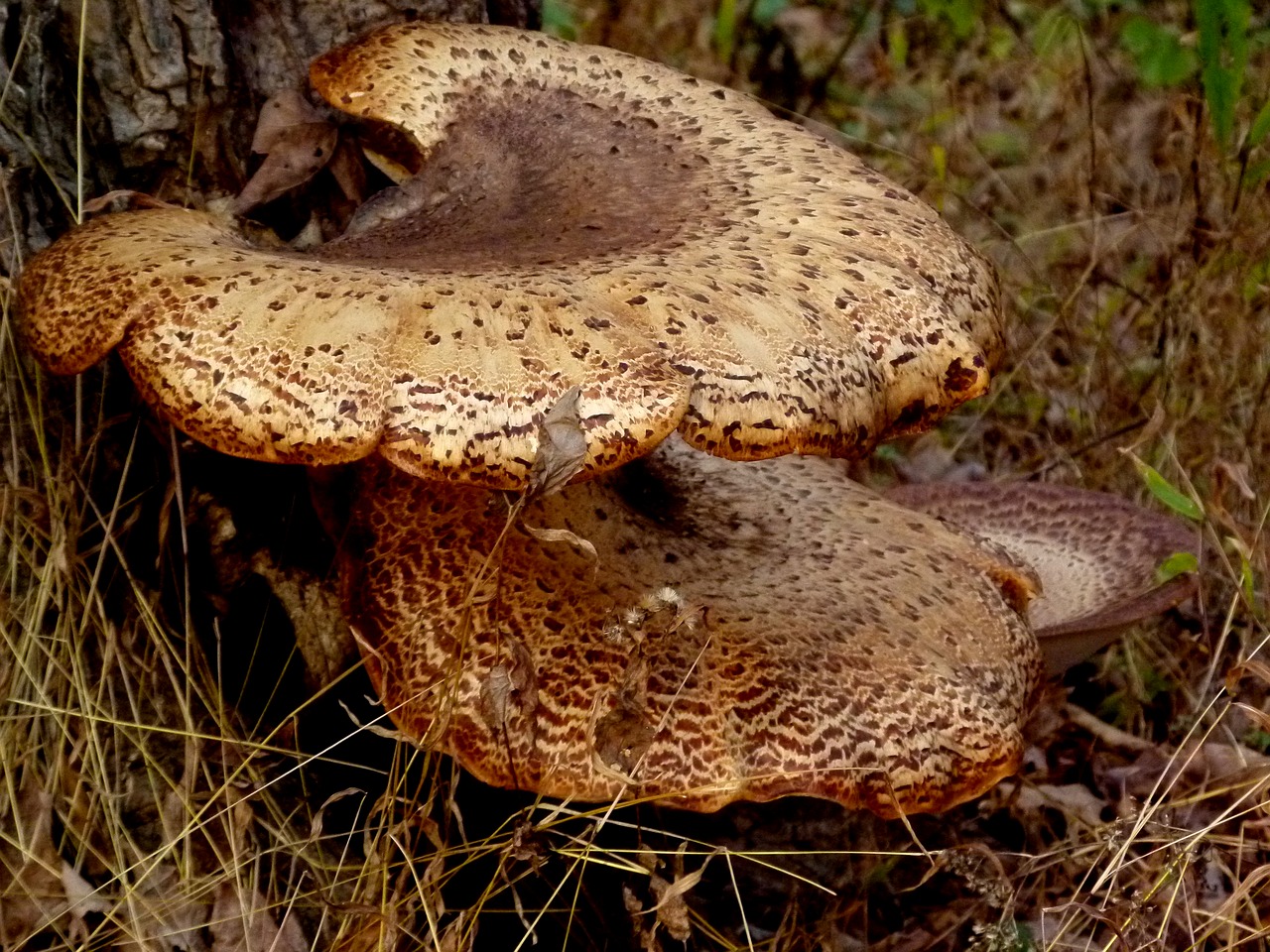bracket fungus mushroom free photo