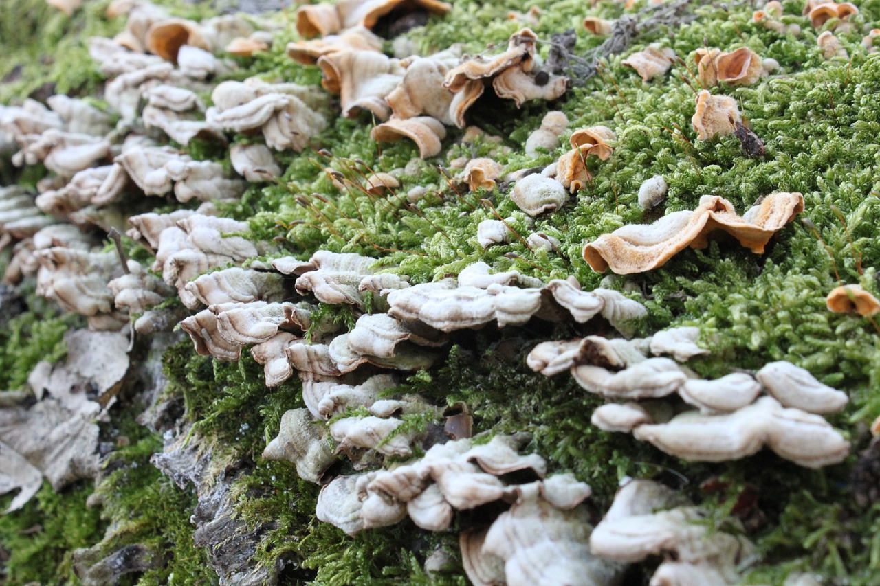 bracket fungi fungus free photo