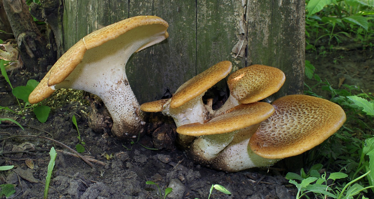 bracket fungi mushroom mushrooms free photo