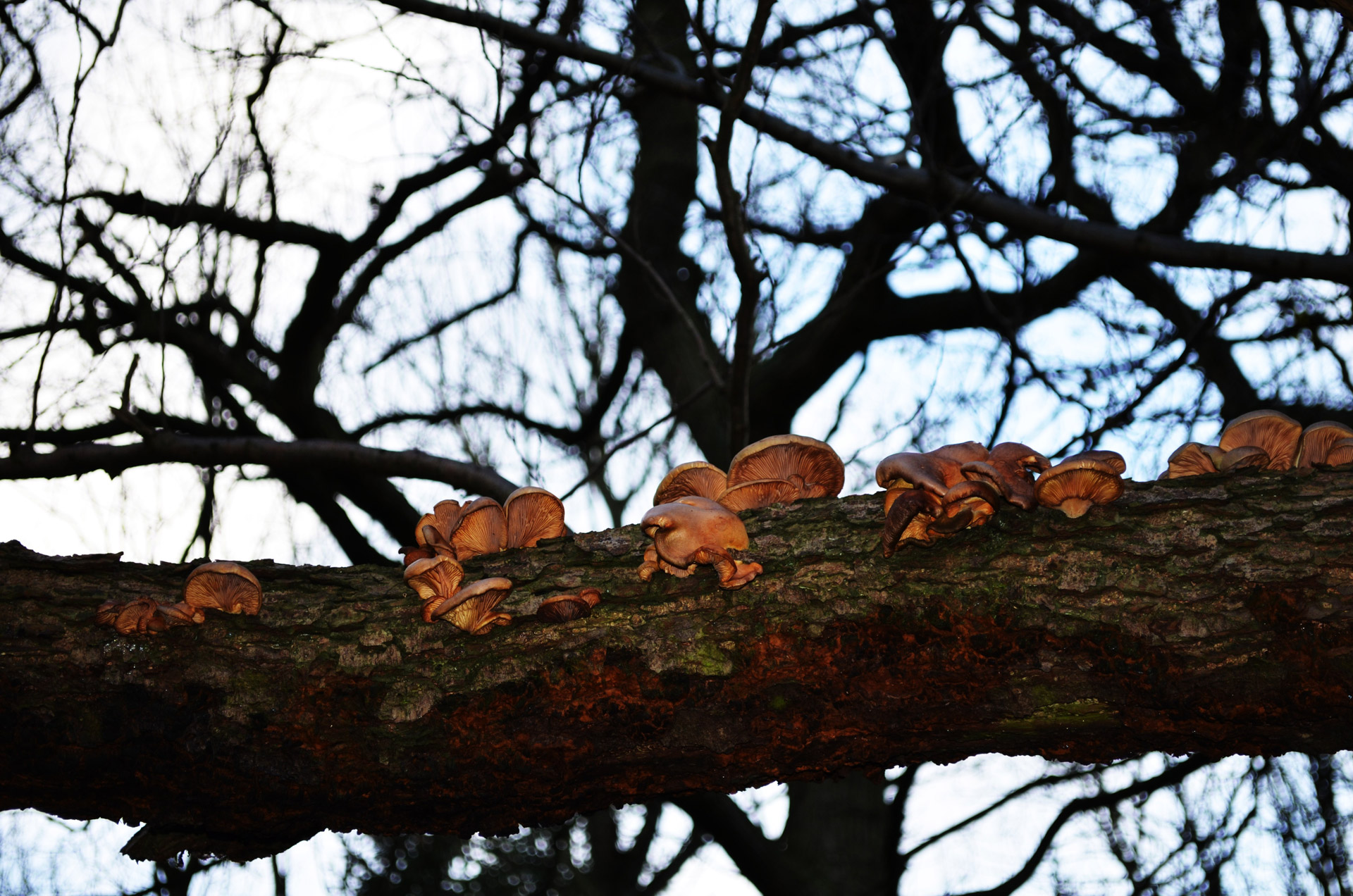 fungus mushroom wood free photo