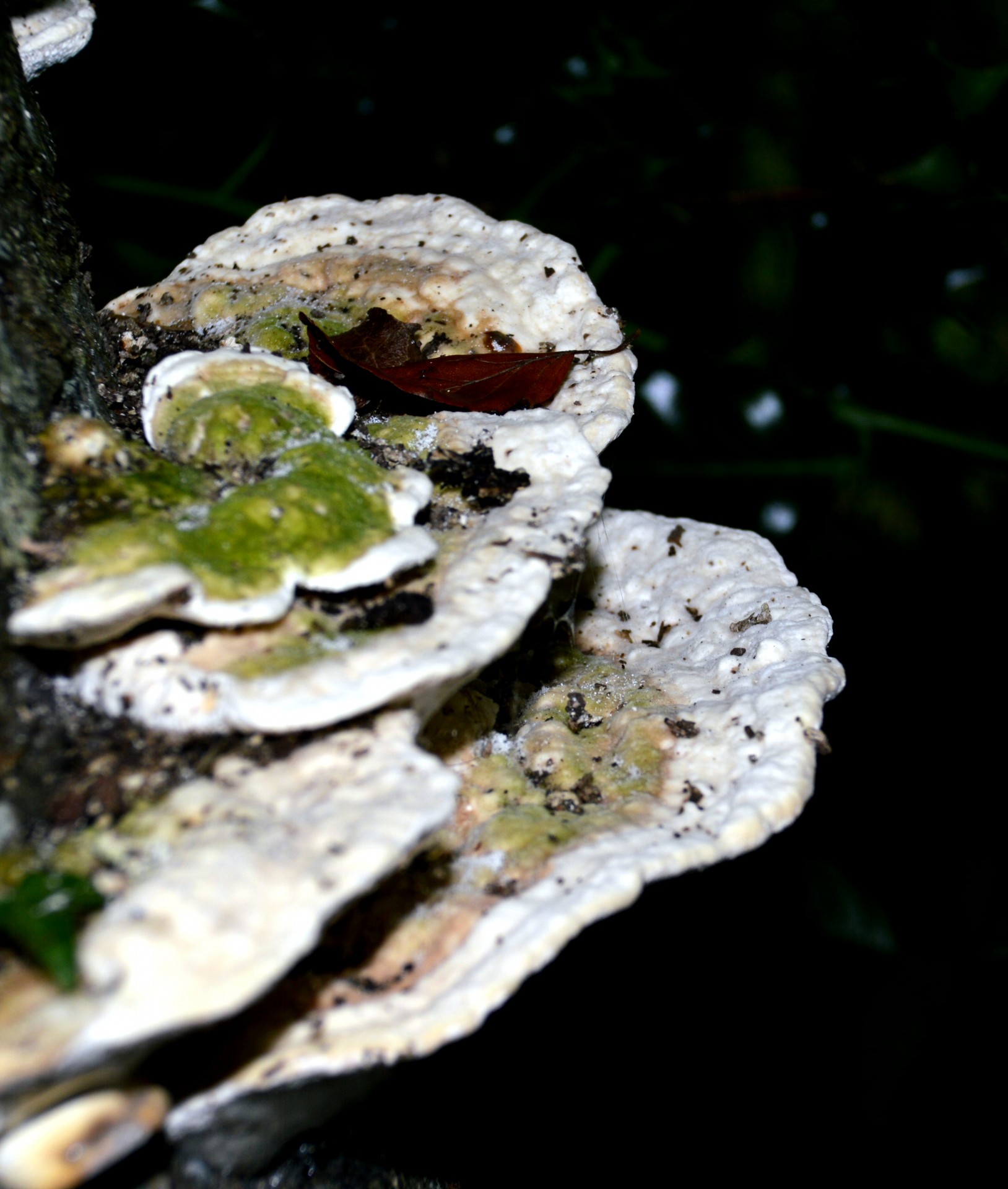 beech tree bracket fungus autumn free photo