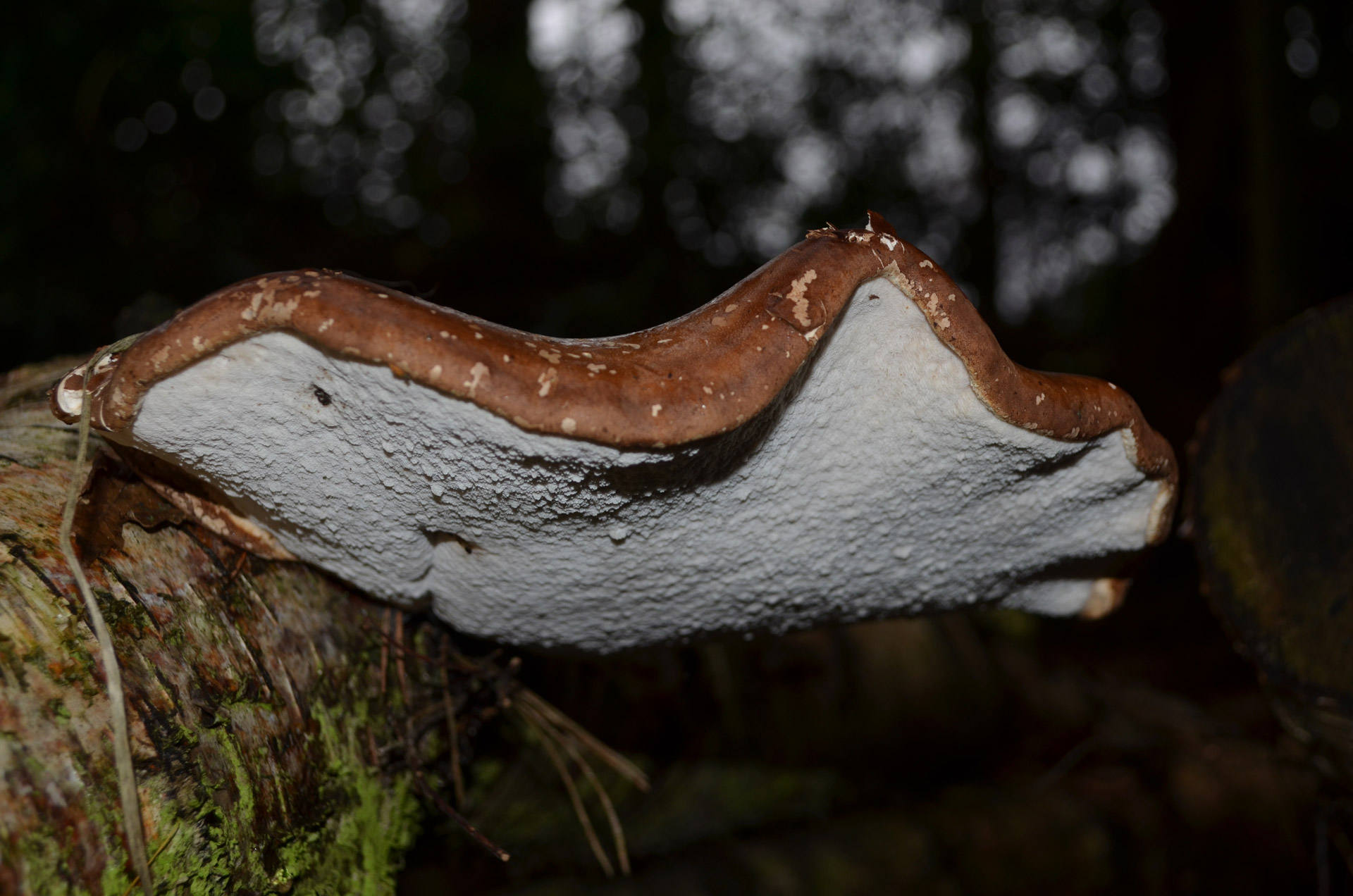 fungus mushroom wood free photo