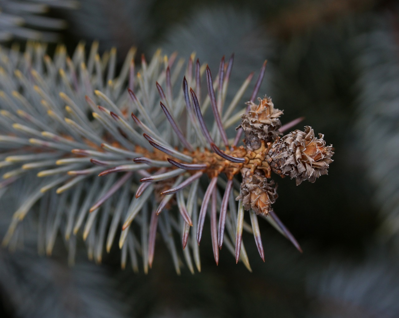 brad flower inflorescence free photo