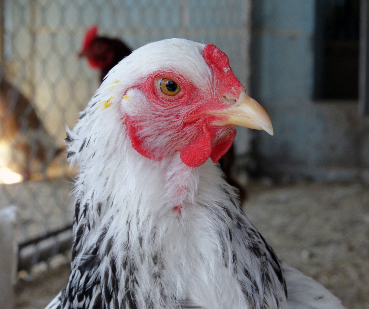 brahma adorable closeup free photo