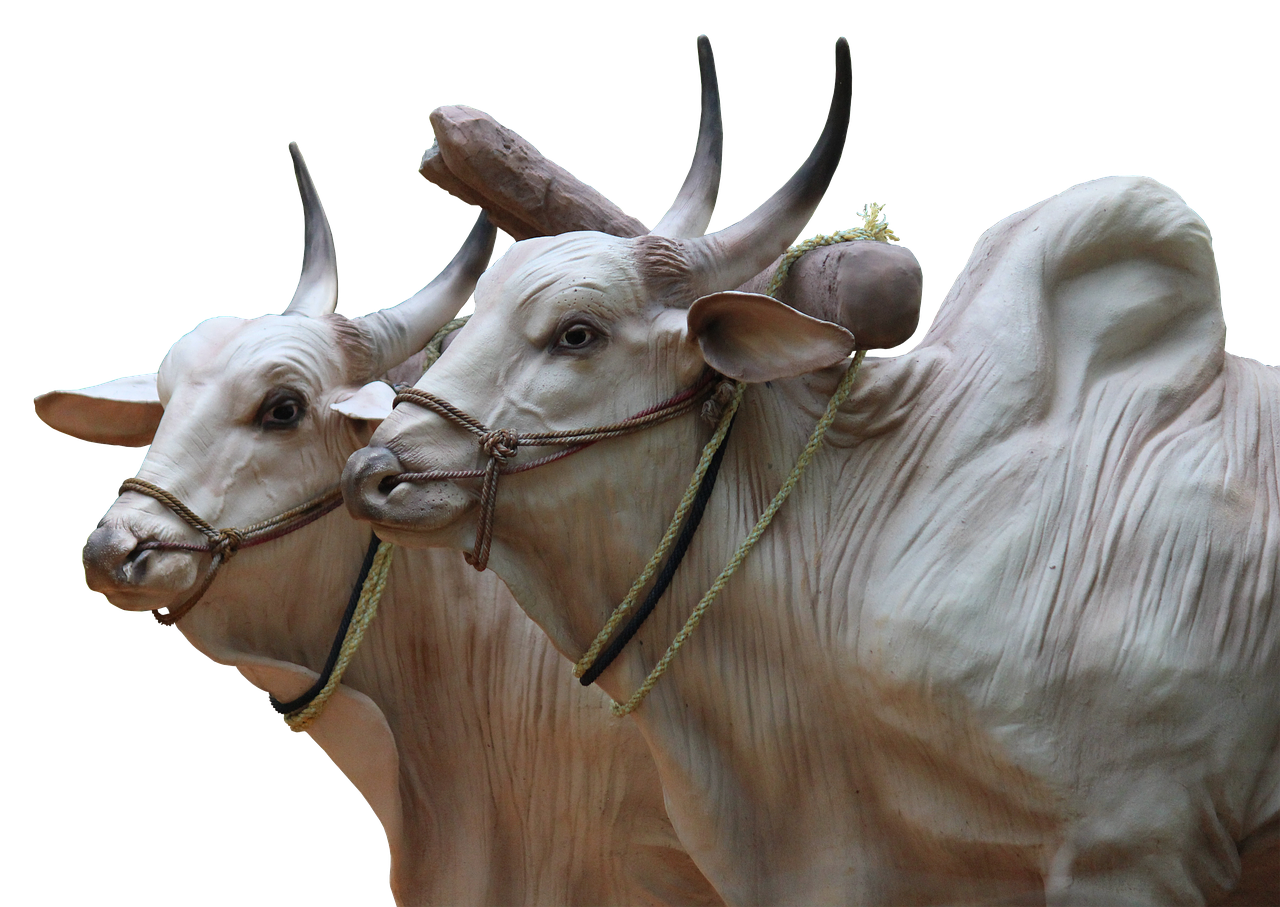 brahma cattle sculpture free photo