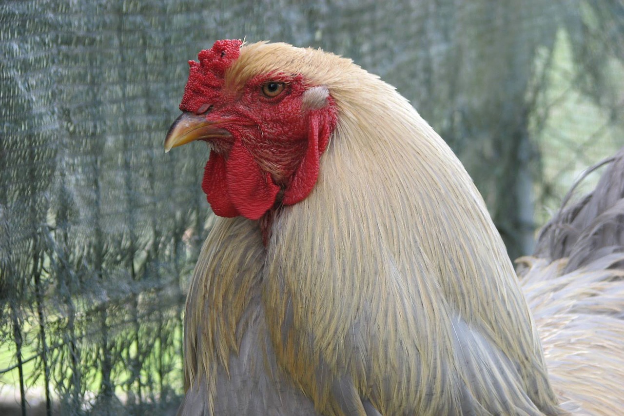 Brahma isabel, brahma, chicken,free pictures, free photos - free image from