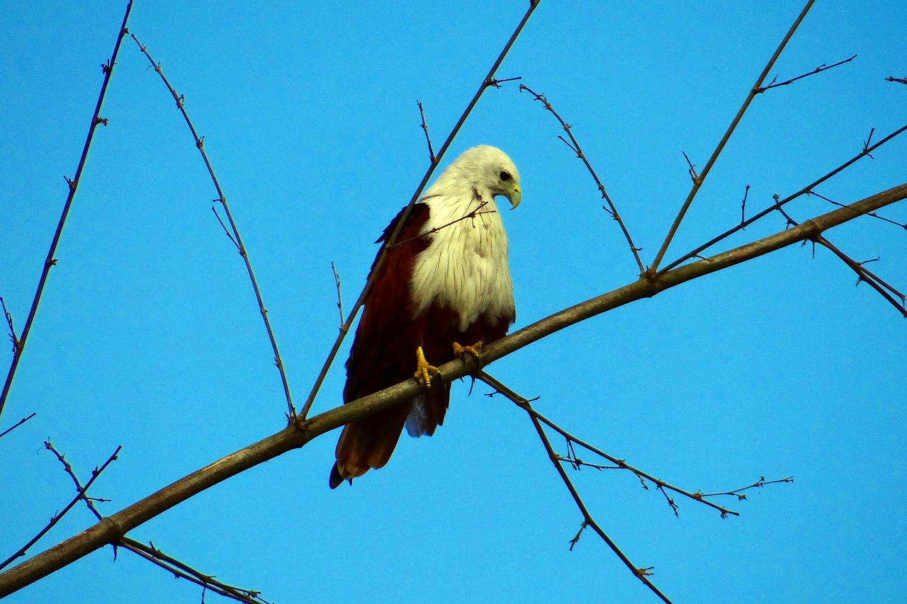 brahminy kite haliastur indus free photo