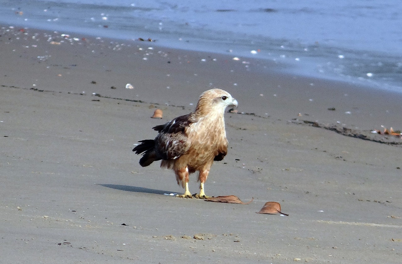 brahminy kite haliastur indus red-backed free photo