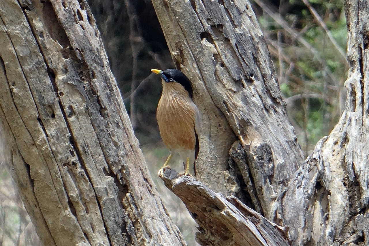 brahminy myna starling brahminy starling free photo