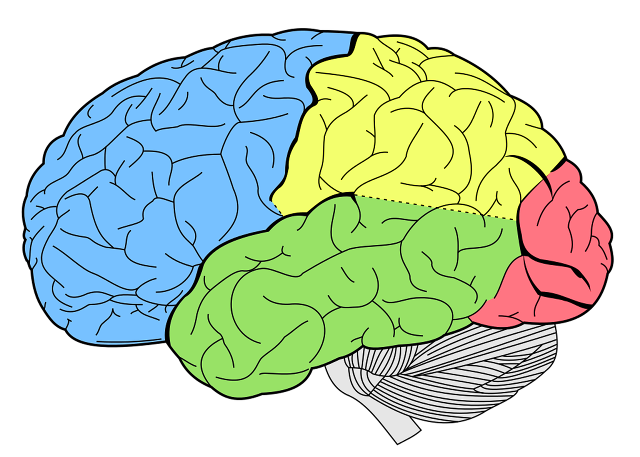 brain lobes neurology free photo