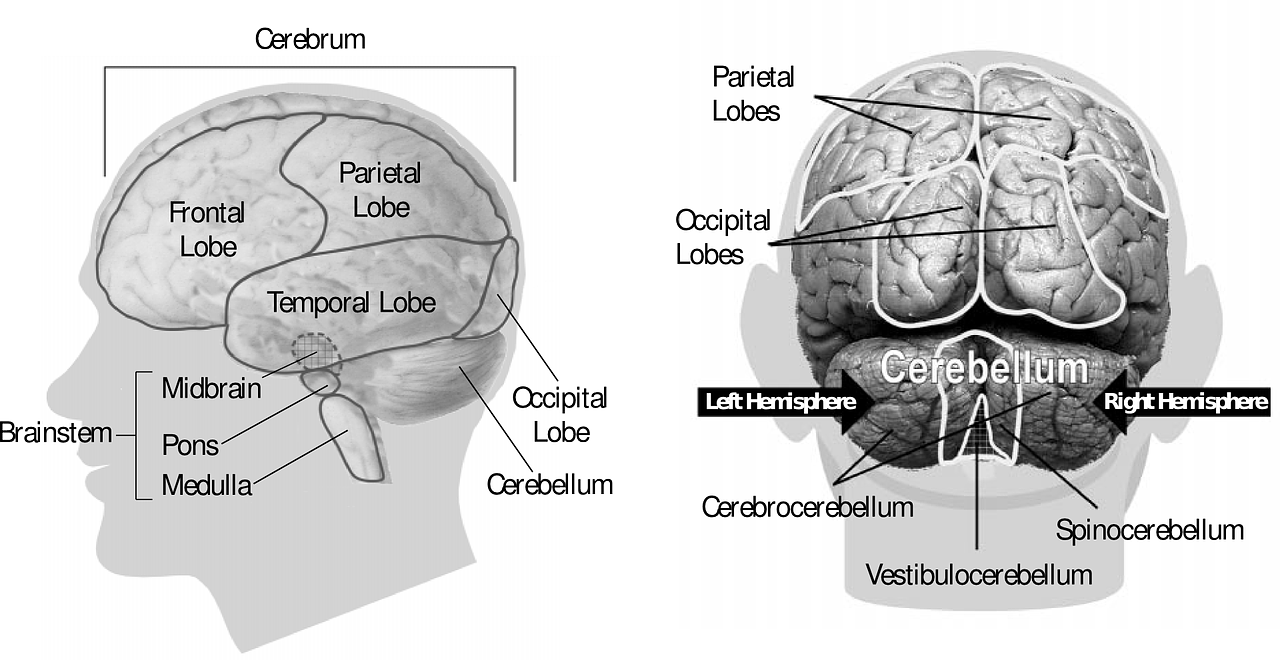 brain human anatomy free photo