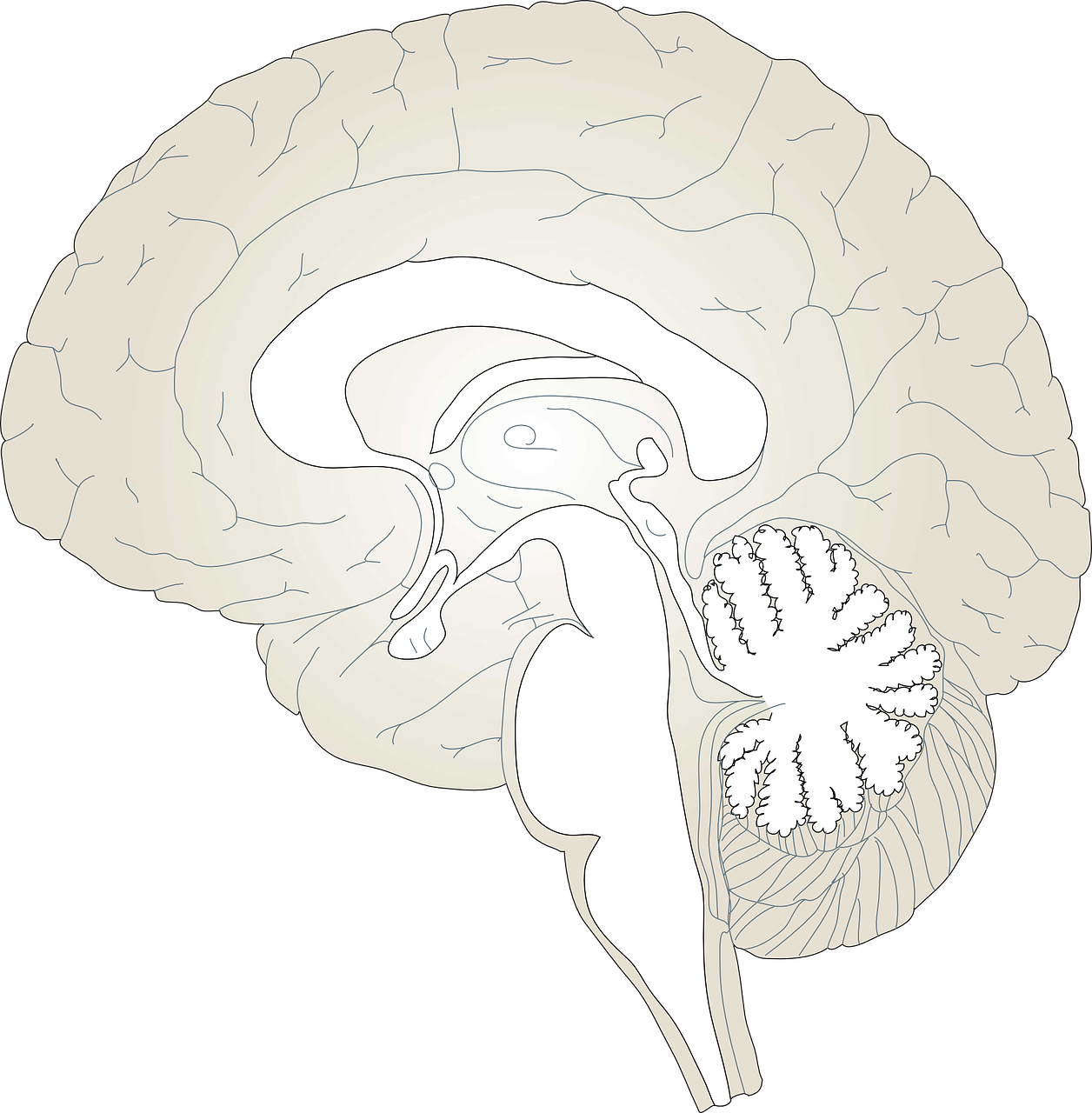 brain anatomy human free photo