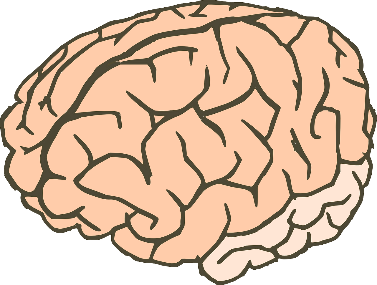 brain knowledge anatomy free photo