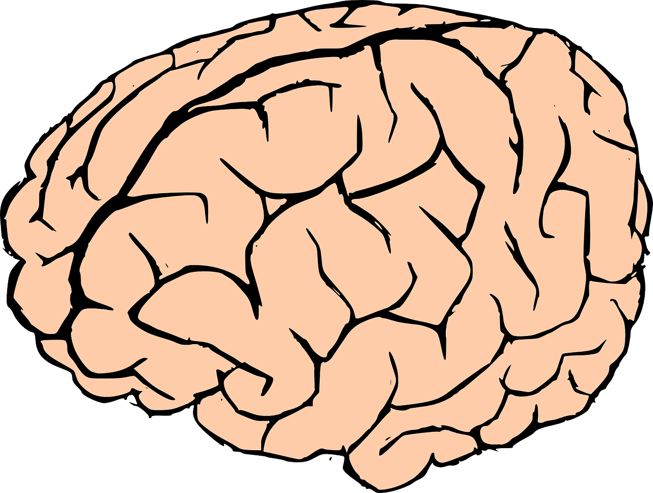 brain human brain knowledge free photo