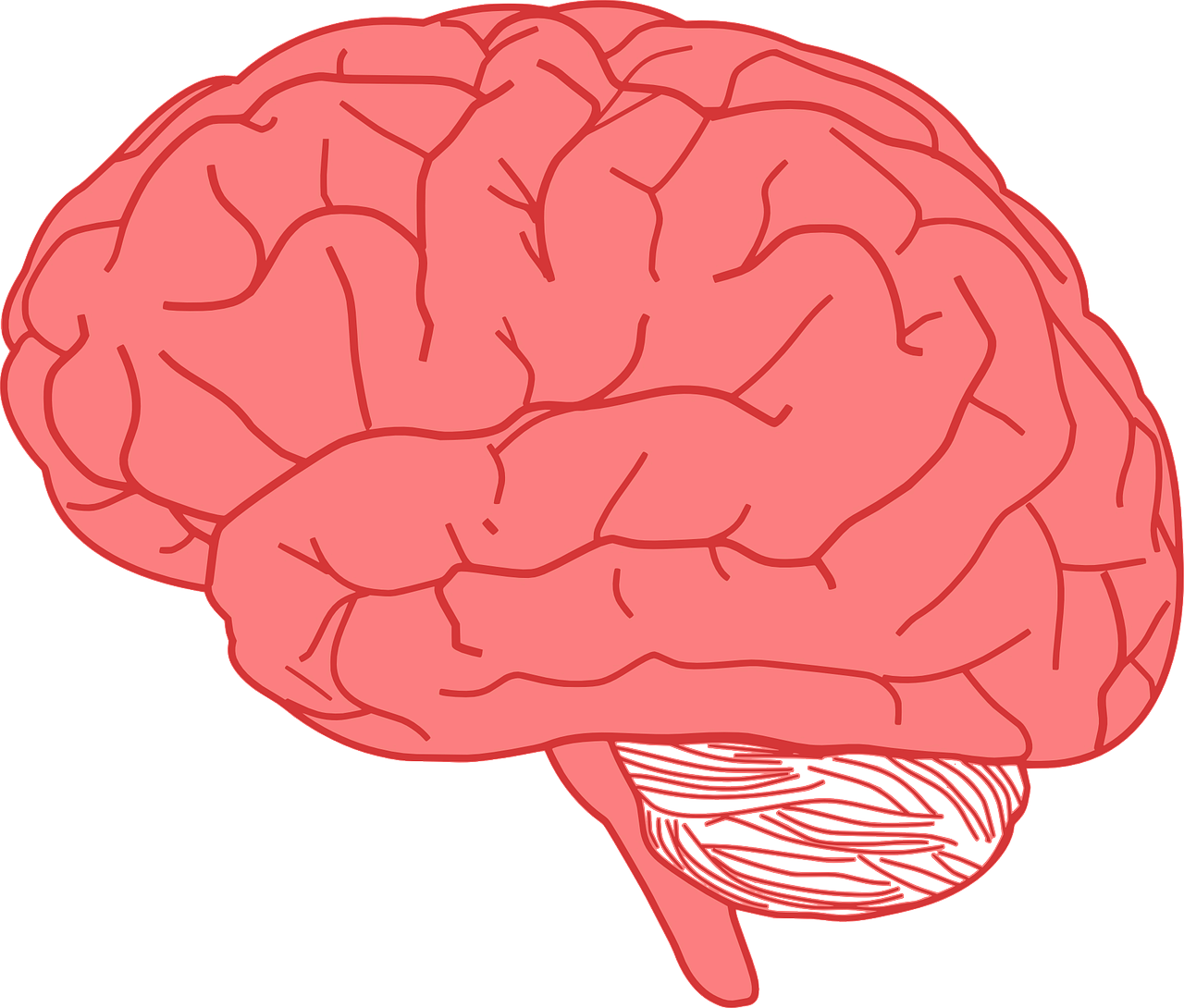 brain human anatomy free photo