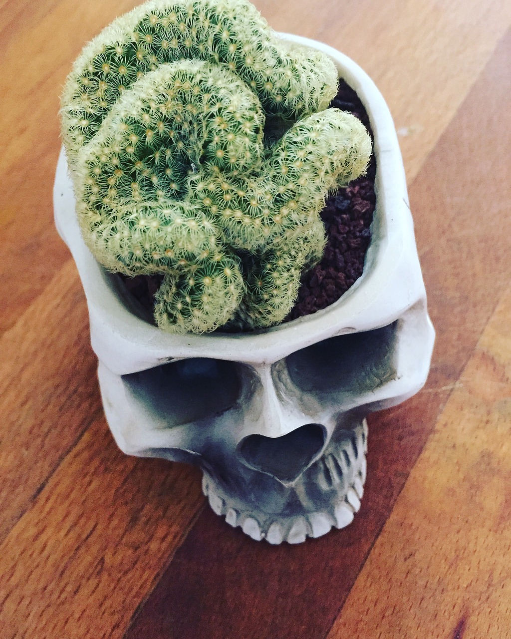 brain cactus skull free photo